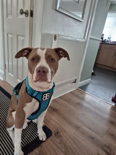 Customer photo review of Comfort Premium Harness | Non Restrictive - Light Blue