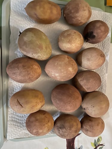 Customer photo review of Sapodilla (Nispero/Naseberry)