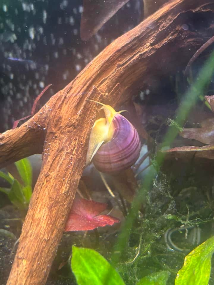 Customer photo review of Magenta Mystery Snail