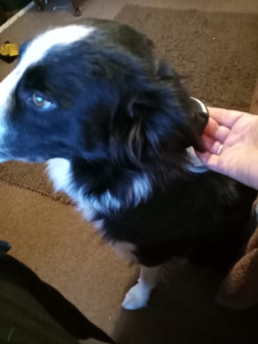 Customer photo review of 4cm Combat® Collar | Handle & Rated Clip - Black