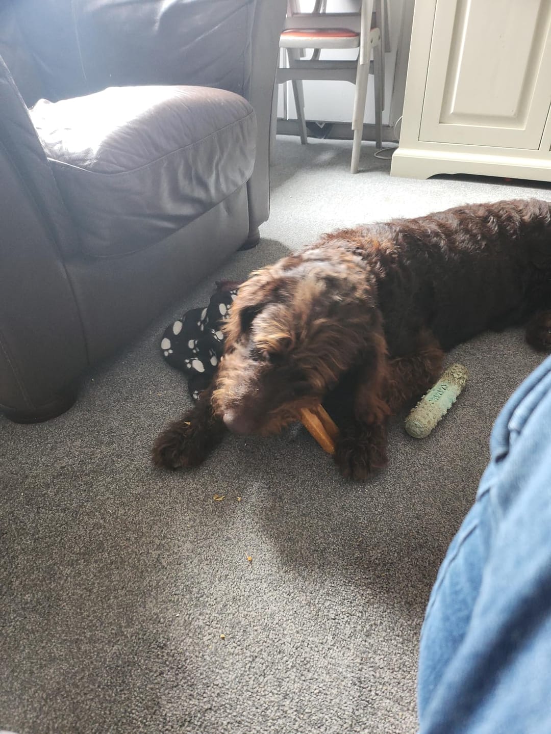 Customer photo review of Himalyan yak chew (LARGE)