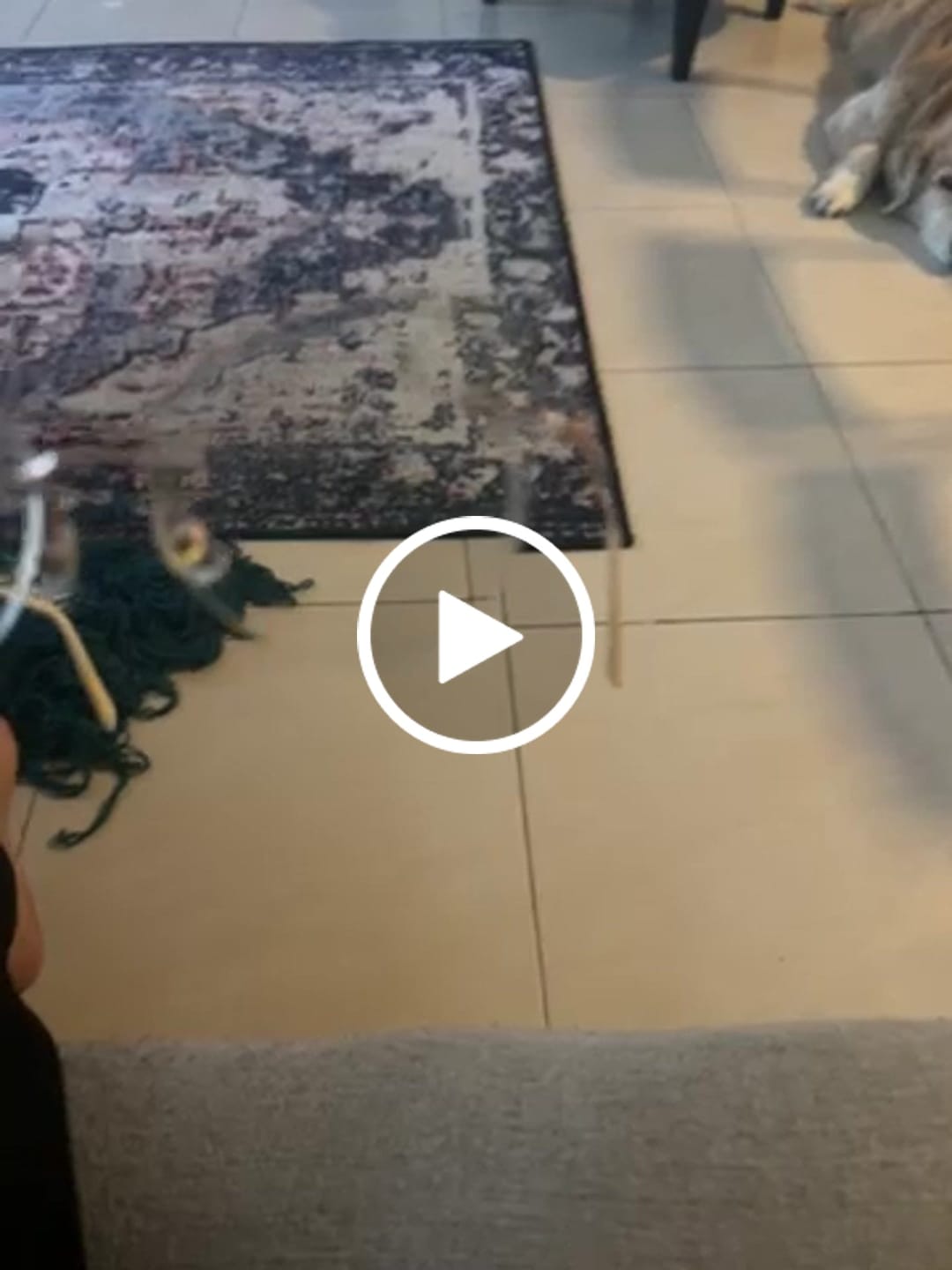 Customer video review of Purin Eyeglasses