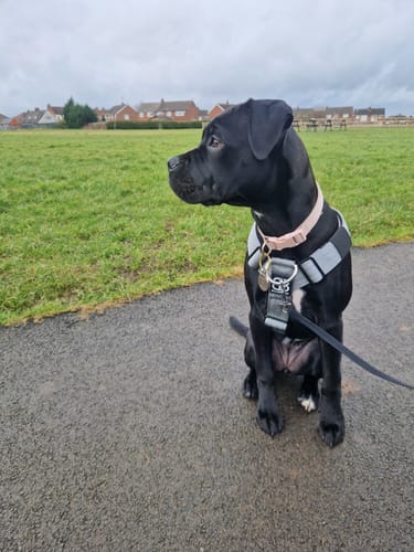 Customer photo review of Training Anti Pull TRI-Harness® | M-XL Breeds - Metal Grey