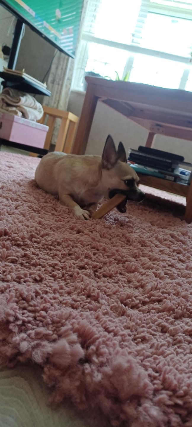Customer photo review of Himalyan yak chew (MEDIUM)