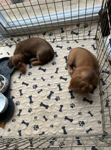 Customer photo review of PuppyPad™