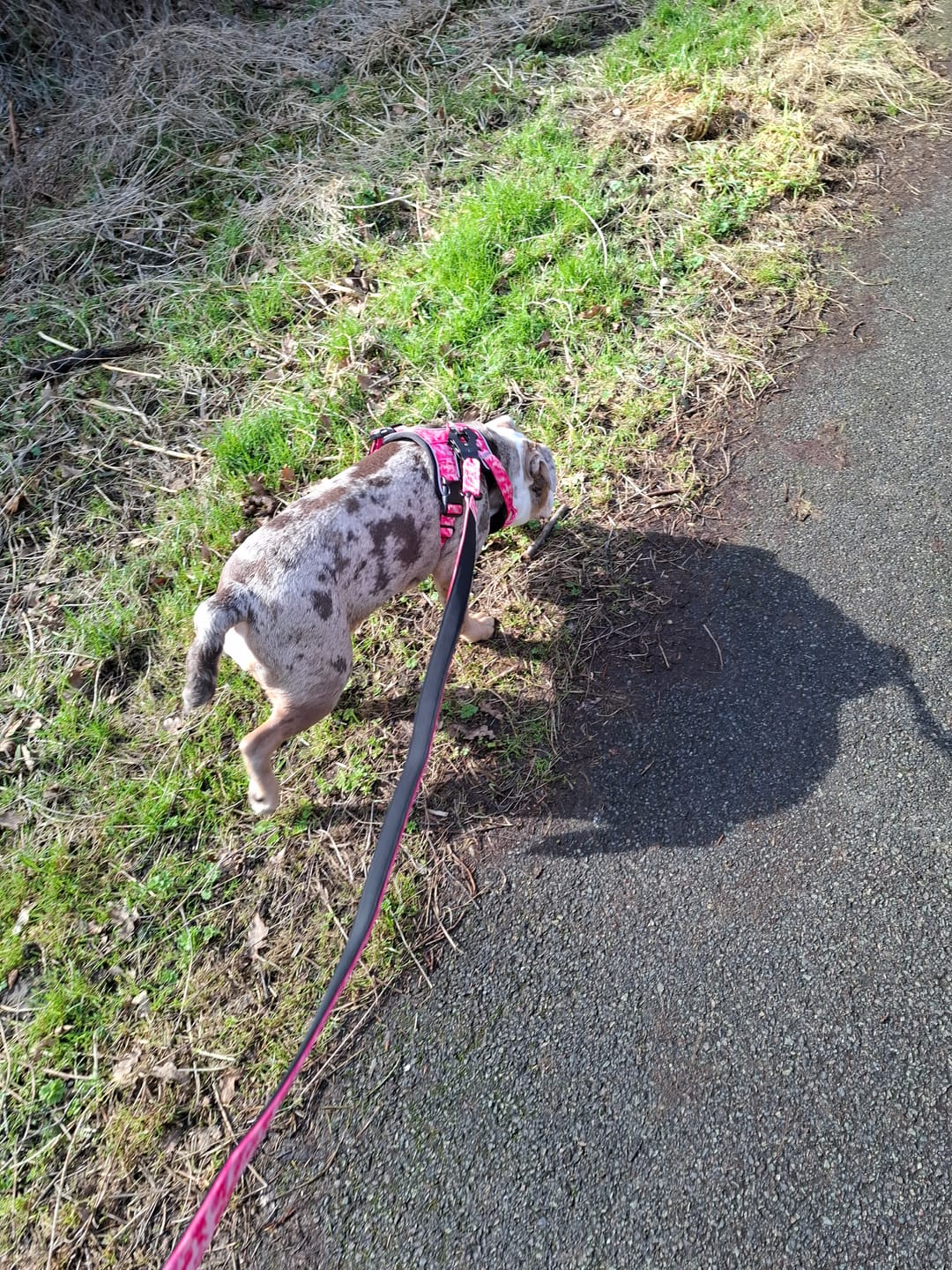 Customer photo review of Comfort Premium Harness | Non Restrictive - Bubblegum