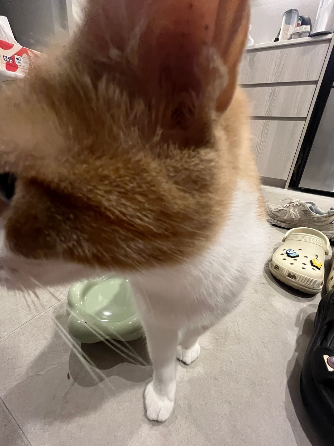 Customer photo review of Flower-Shaped Ceramic Pet Food Plate Cat Bowl