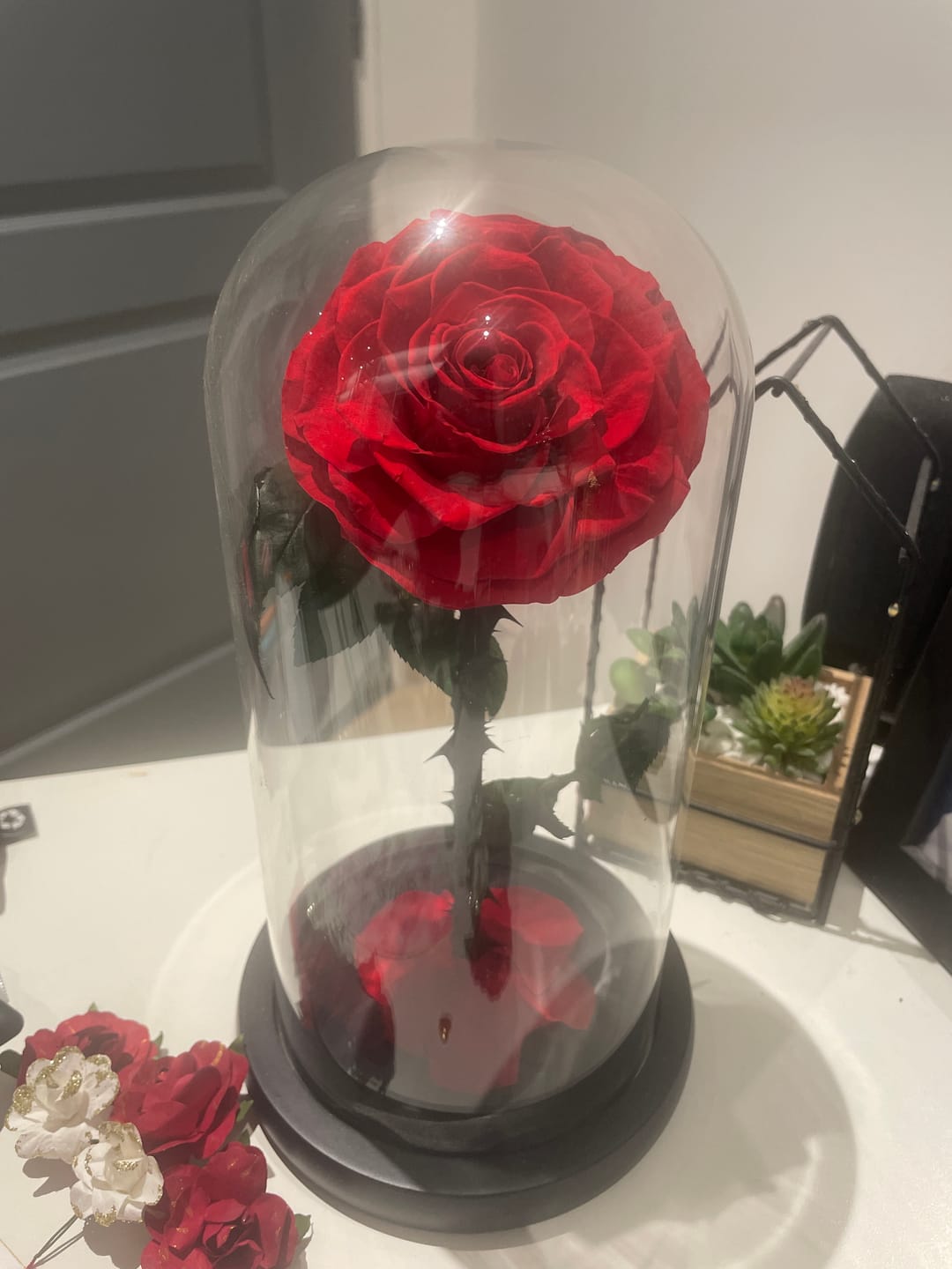 Customer photo review of Roses Éternelle Rouge sous Cloche