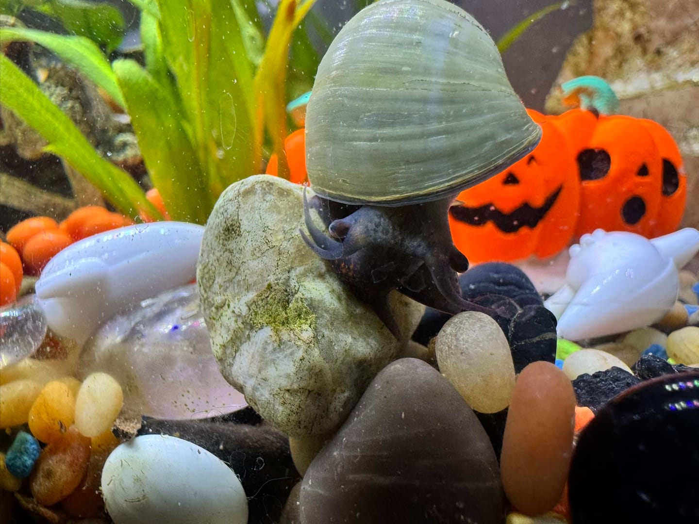 Customer photo review of Blue Mystery Snail