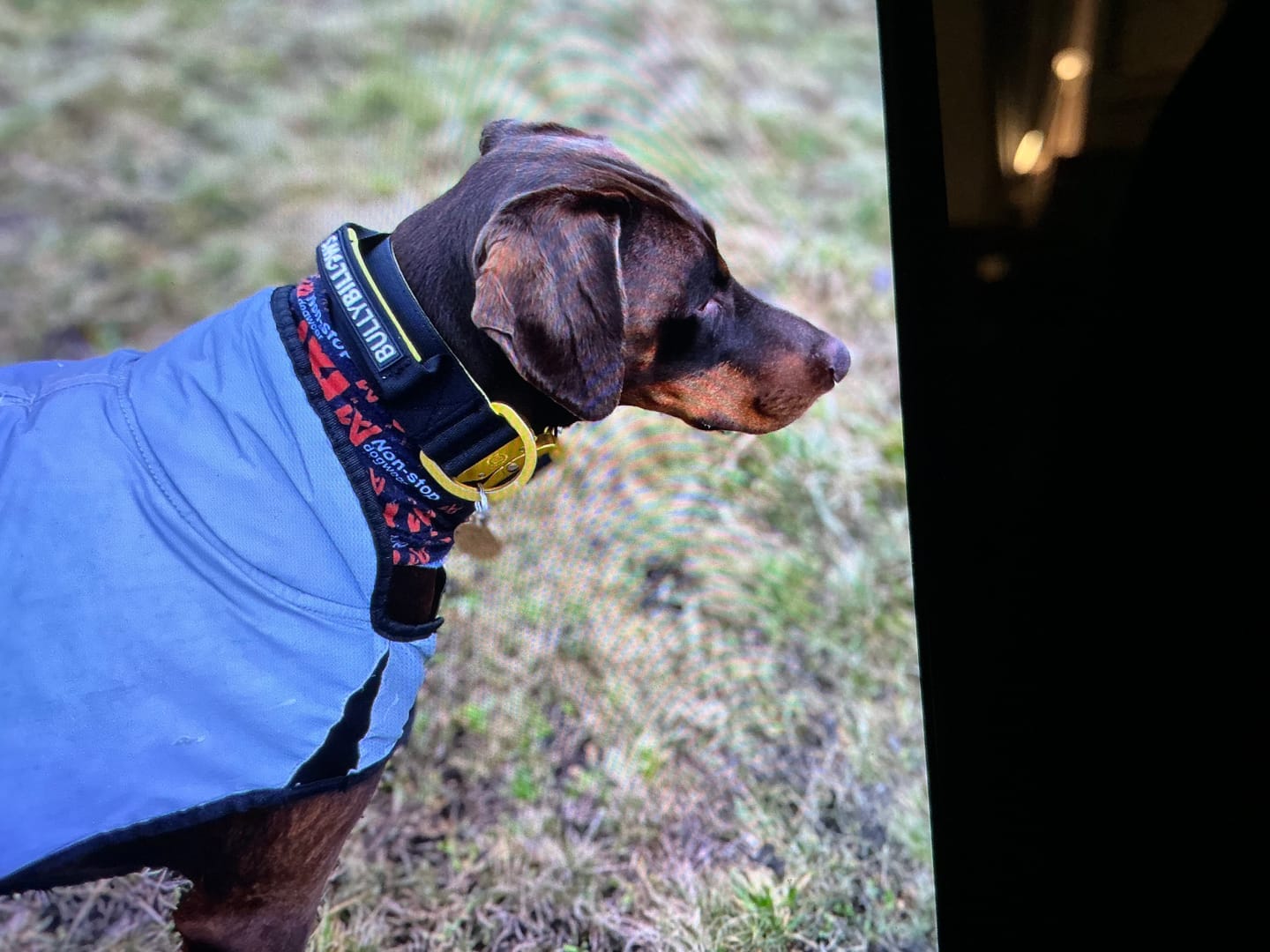 Customer photo review of 5cm Lighter Combat® Collar | With Handle Secure Clip - Black x Yellow