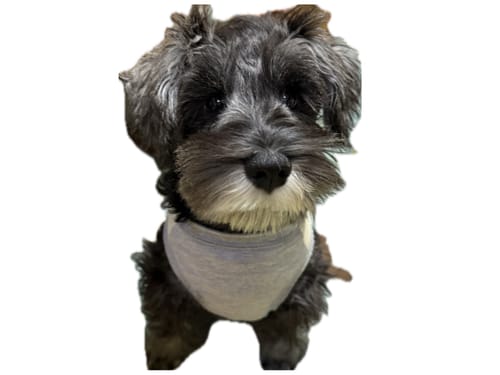 Customer photo review of FunFunPet 高機能ハーネス（お名前タグ作成サービス付き）