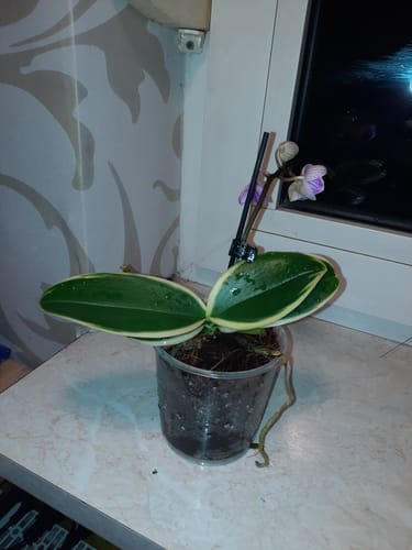 Customer photo review of Phalaenopsis Vivien variegata mit panaschiertem Laub und 2 Rispen