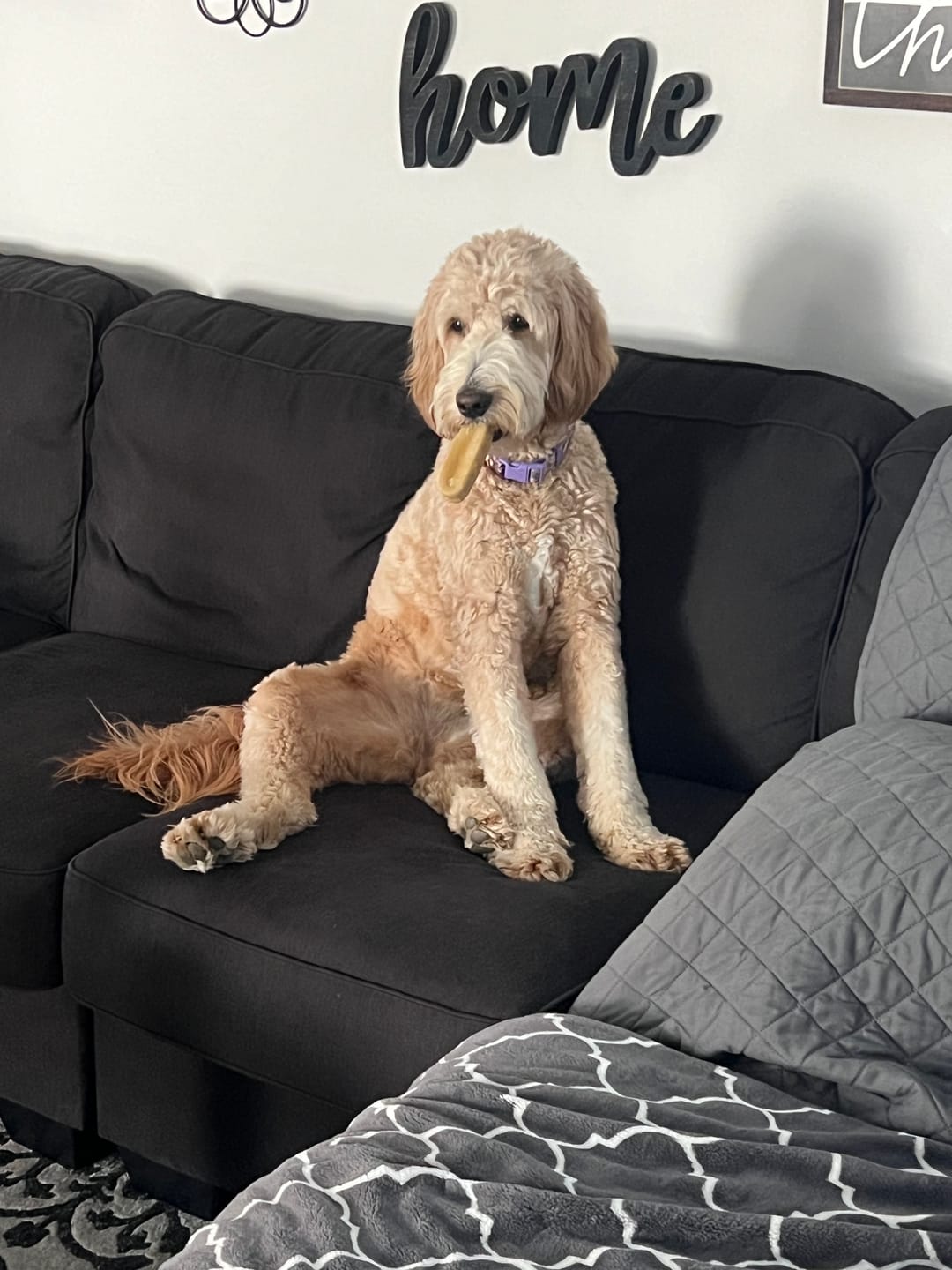 Customer photo review of Himalayan Yak Chew (EXTRA LARGE)