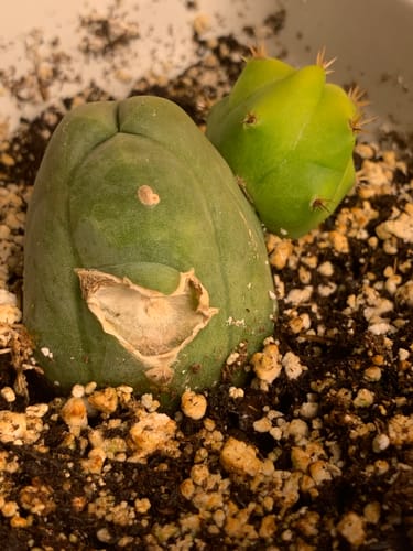 Customer photo review of Trichocereus bridgesii monstrose | Penis Cactus | Short Form