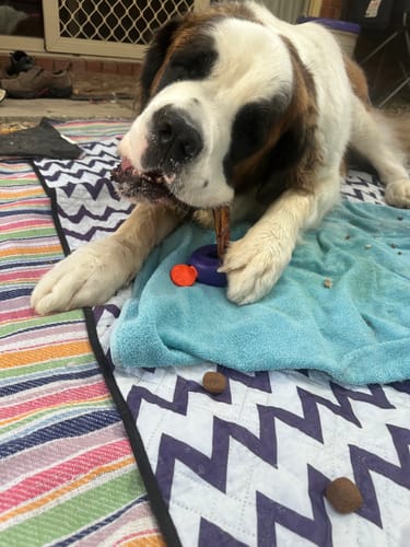 Customer photo review of Beef Pizzle (THICK & Long)