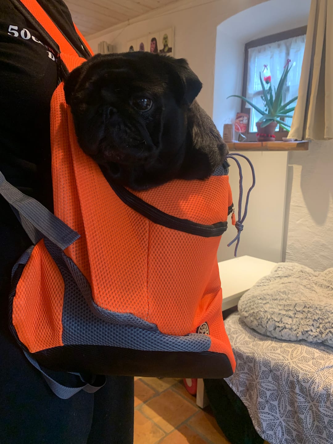 Customer photo review of Emmalove - Hunde-Rucksack