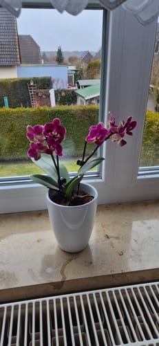 Customer photo review of Table Dance Chamonix mit weinroten Blüten und 2 Rispen