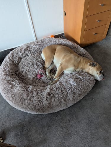 Customer photo review of Puppery Hundebett Wolke 7 - Das Original