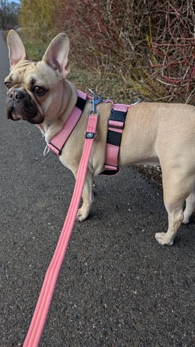 Julia S. review of Training Anti Pull TRI-Harness® | M-XL Breeds - Pink image 1 out of 2