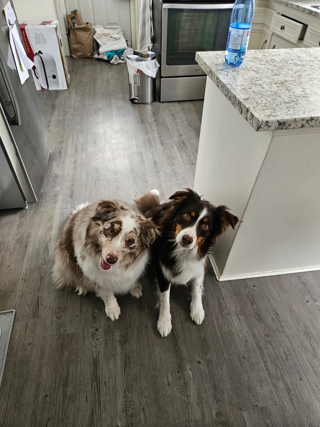 Customer photo review of 6 Inch Jumbo Braided Bully Stick