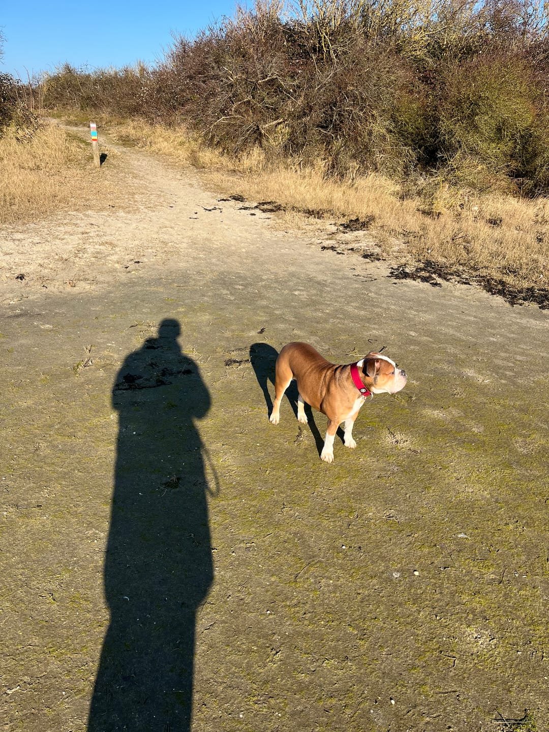Customer photo review of 4cm Combat® Collar | Rated Clip - NO HANDLE - Burgundy