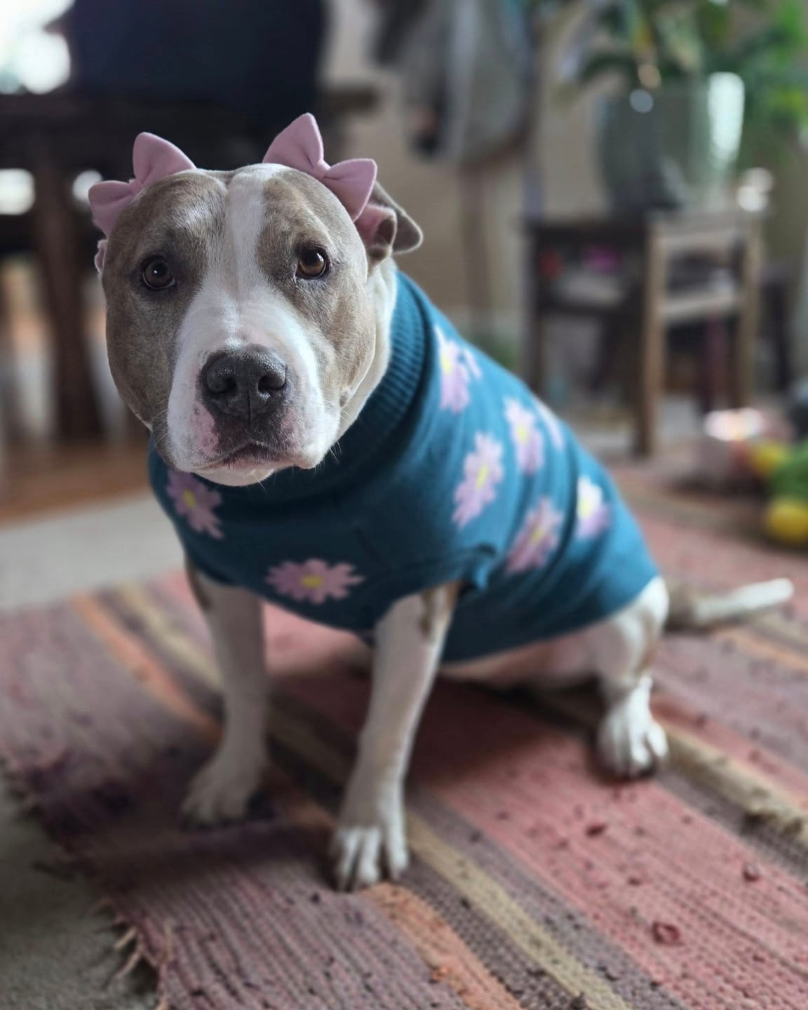 Customer photo review of Flower Knit Dog Sweater