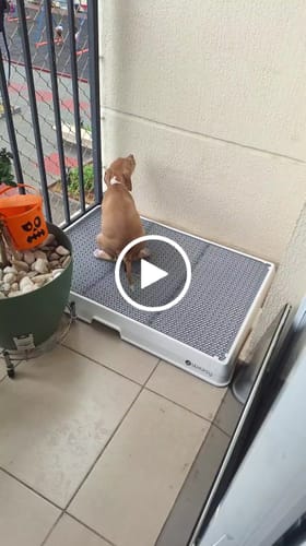 Customer video review of Weasy Cão