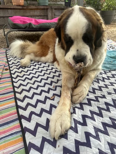 Customer photo review of Roo Leg Bone