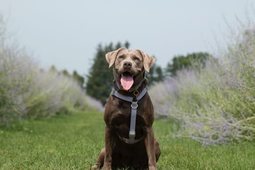 Customer photo review of NutriSource - PureVita - Croquettes sans grains pour chien