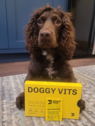 Spaniel with a box of Doggy Vits