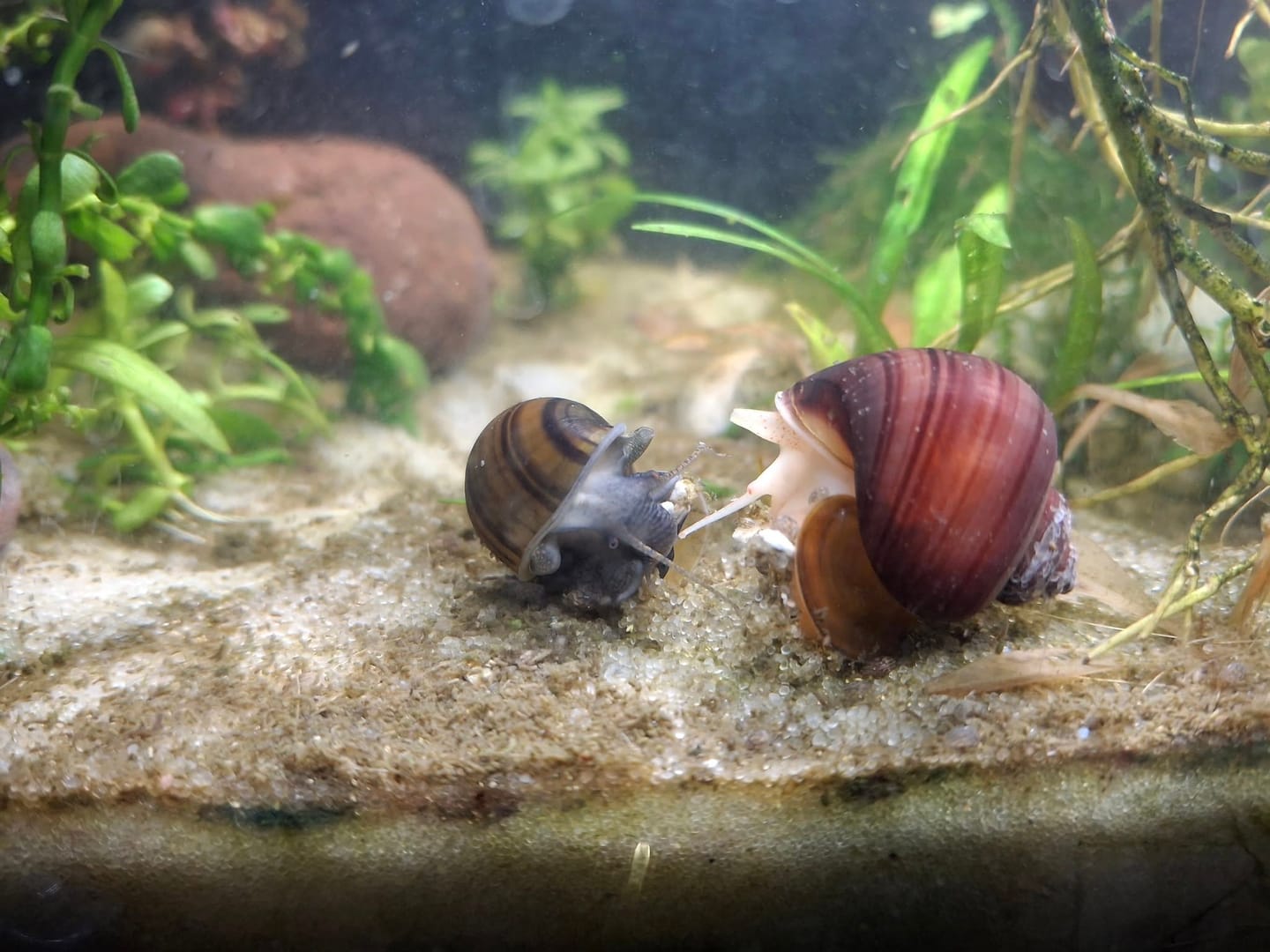 Customer photo review of Color Splash Mystery Snail Bundle