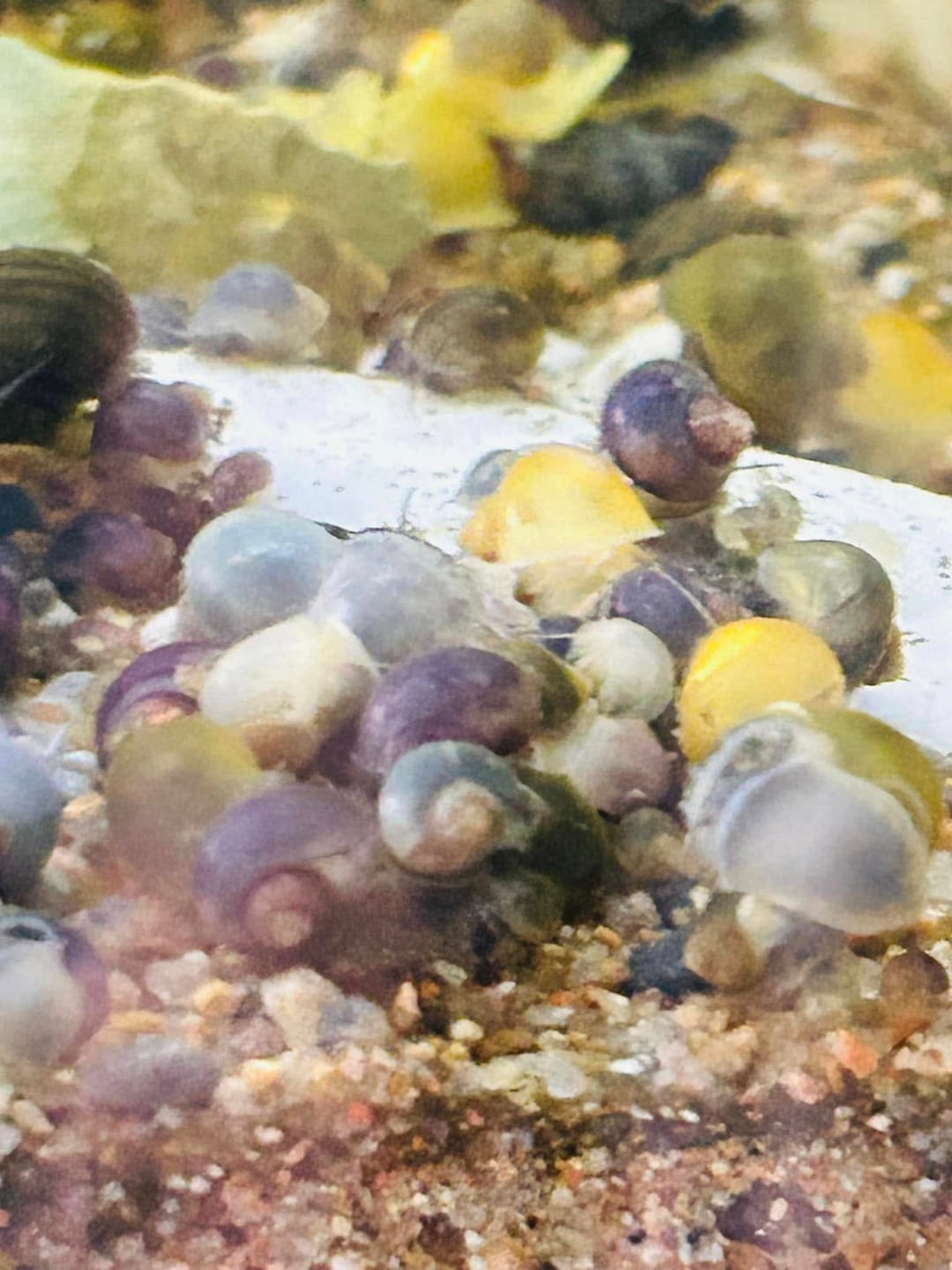 Customer photo review of Color Splash Mystery Snail Bundle