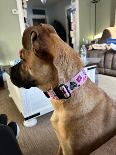 Customer photo review of Love Always Buckle Collar
