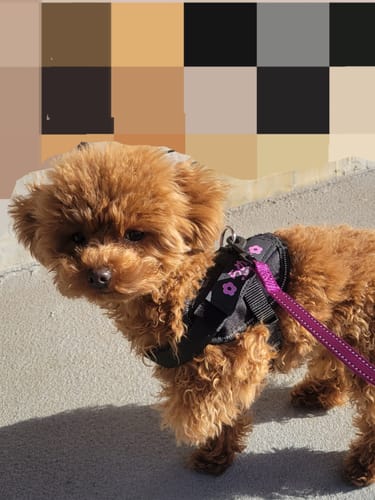 Customer photo review of FunFunPet 高機能ハーネス（お名前タグ作成サービス付き）