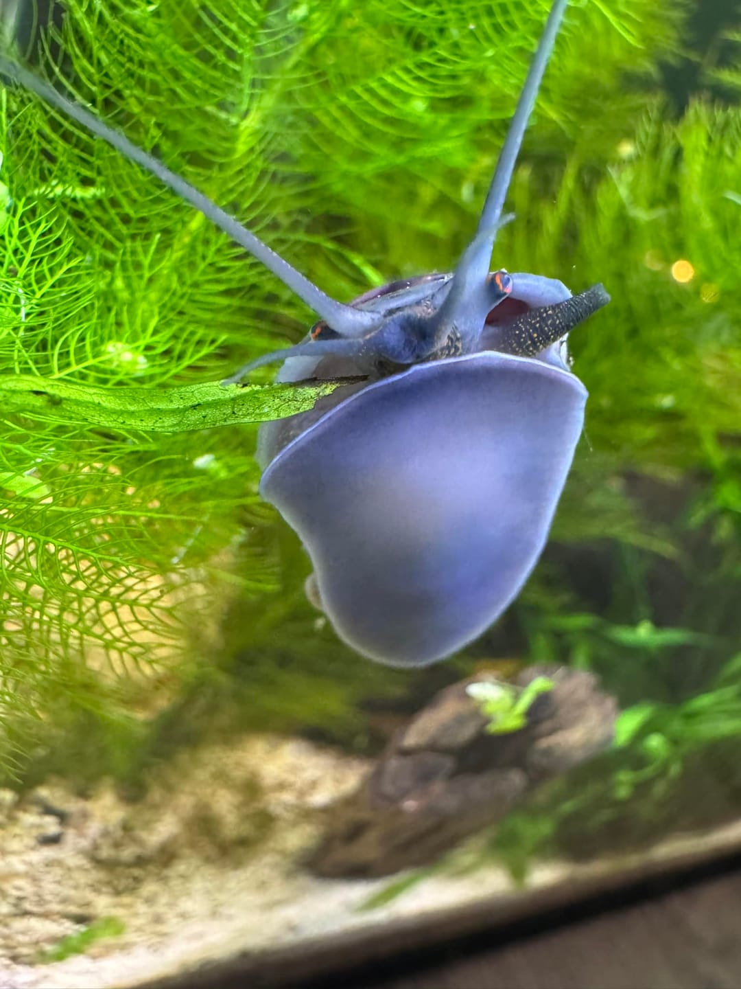 Customer photo review of Blue Mystery Snail