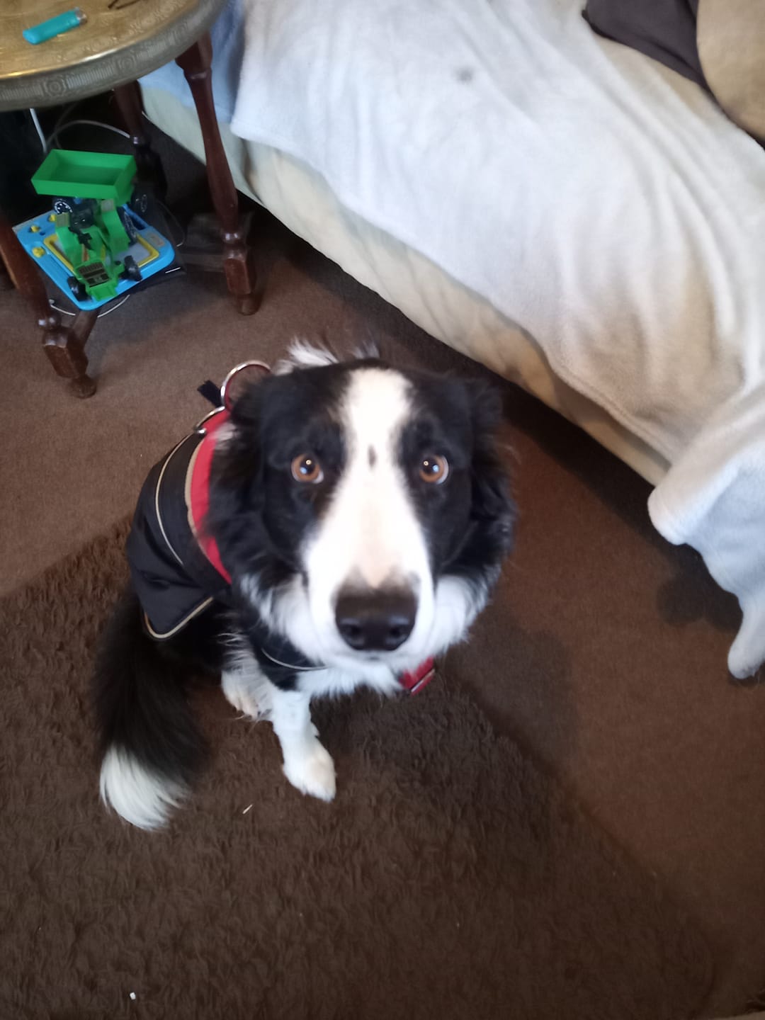 Customer photo review of Training Anti Pull TRI-Harness® | M-XL Breeds - Red