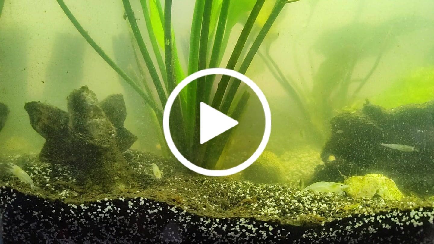 Customer video review of Snowball Shrimp