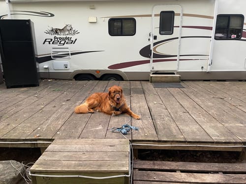 Customer photo review of Probiotic Lickable