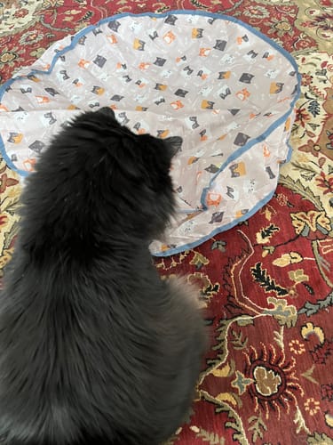 Lynn S. review of SPEEDY TAIL 2.0 image 1 out of 3