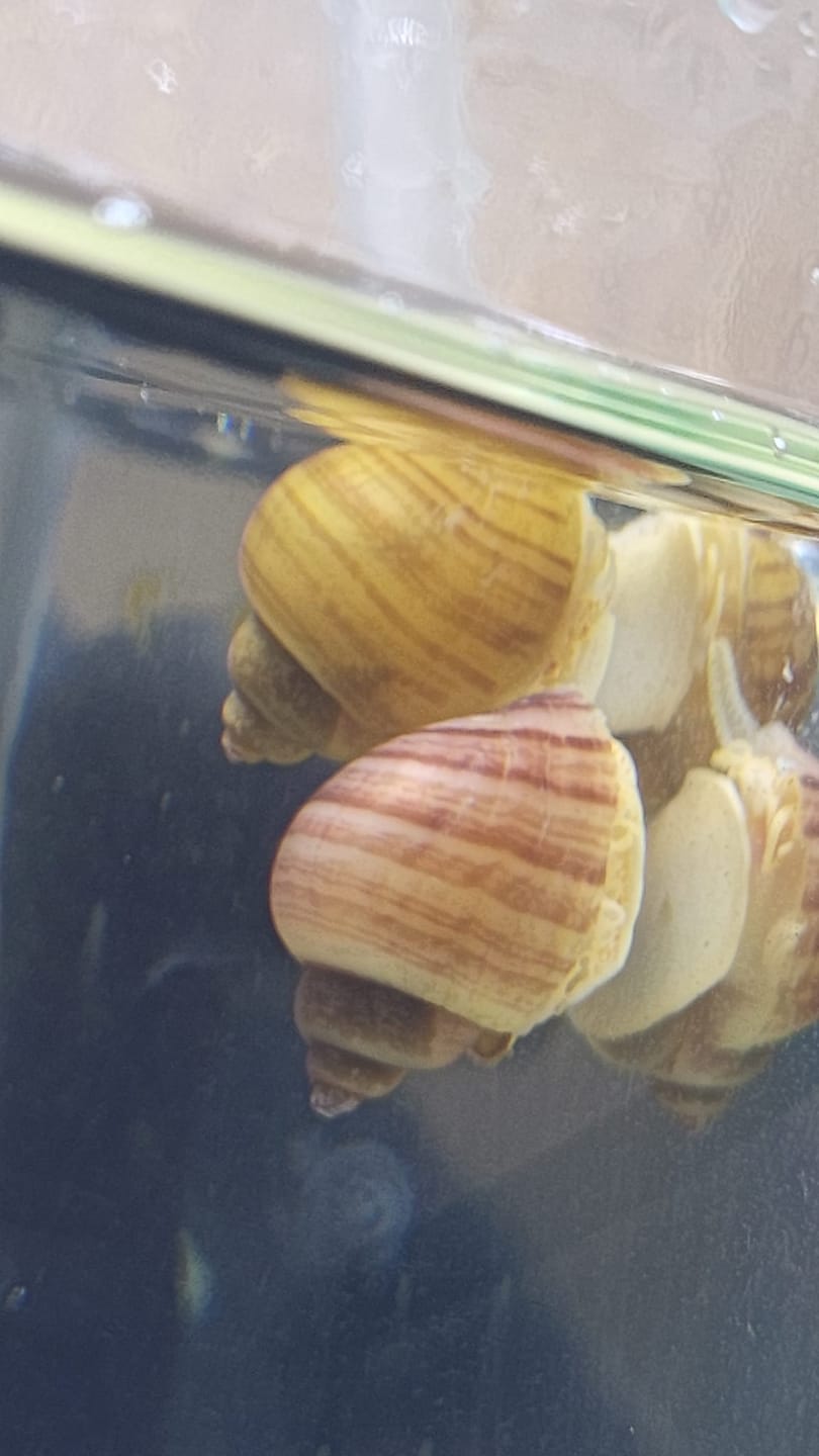Customer photo review of Color Splash Mystery Snail Bundle