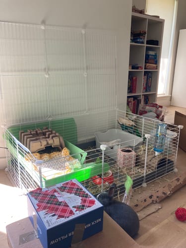 Customer photo review of White C&C cage 6x2 for rabbits