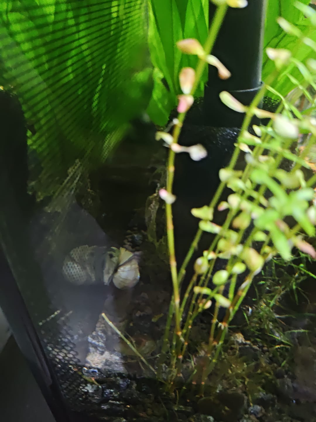Customer photo review of Trapdoor  Snail
