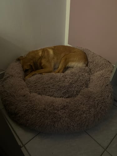 undefined review of Puppery Hundebett Wolke 7 - Das Original image 1 out of 1