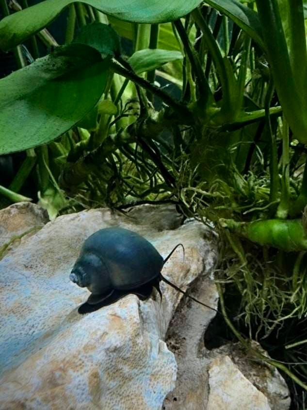 Customer photo review of Blue Mystery Snail
