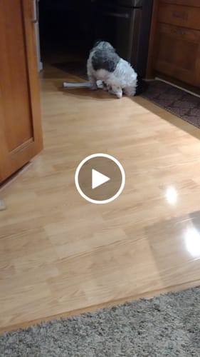 Dawn C. review of SPEEDY TAIL 2.0 image 1 out of 1