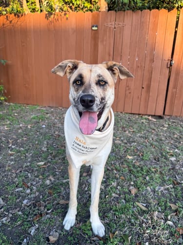 Customer photo review of Custom Saying Embroidered Bandana
