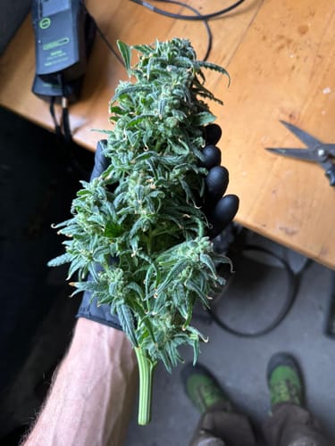 Customer photo review of THC Spacejellies Vollspektrum | 100mg THC | 20 Stk.