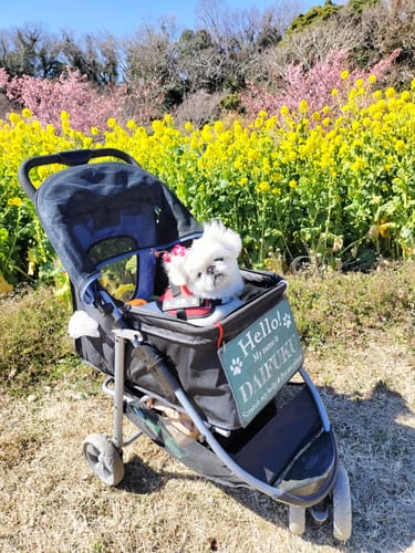 Customer photo review of FunFunPet 高機能ハーネス（お名前タグ作成サービス付き）