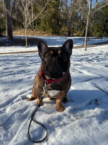 Melinda R. review of 3cm Slip on Collar | Foam Padded - Burgundy image 1 out of 3