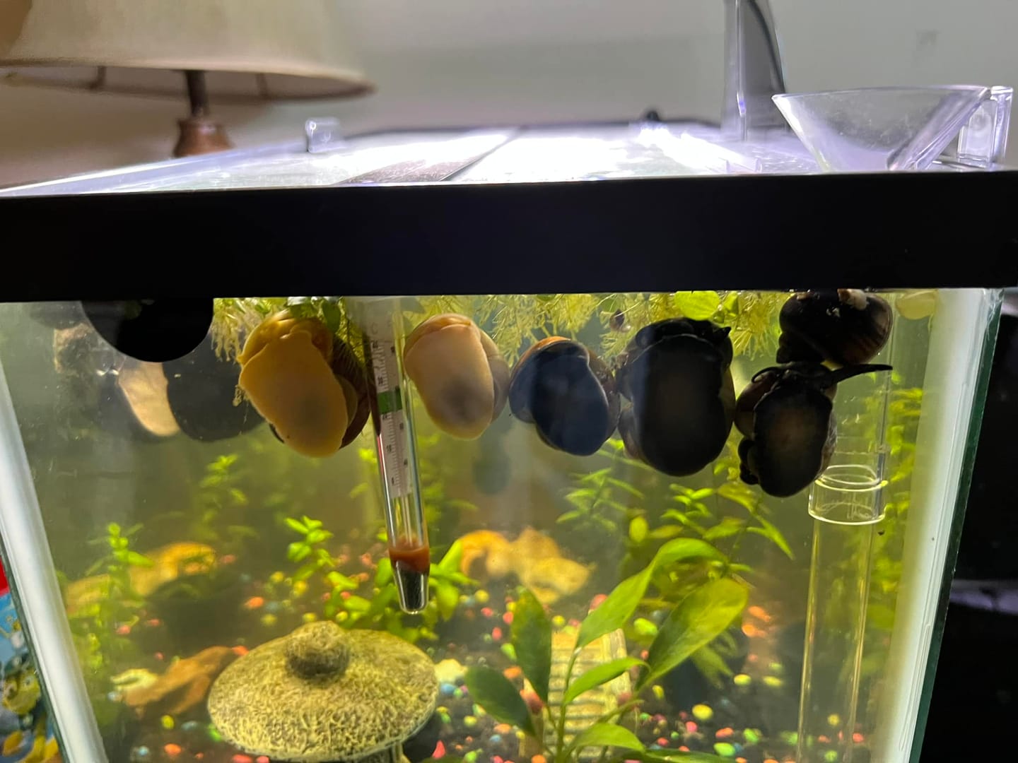 Customer photo review of Color Splash Mystery Snail Bundle